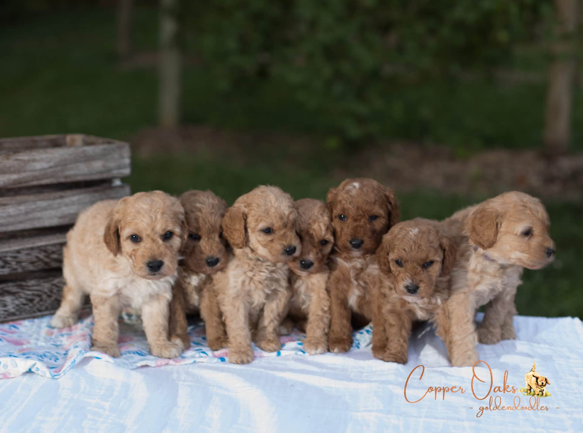goldendoodle newborn puppies