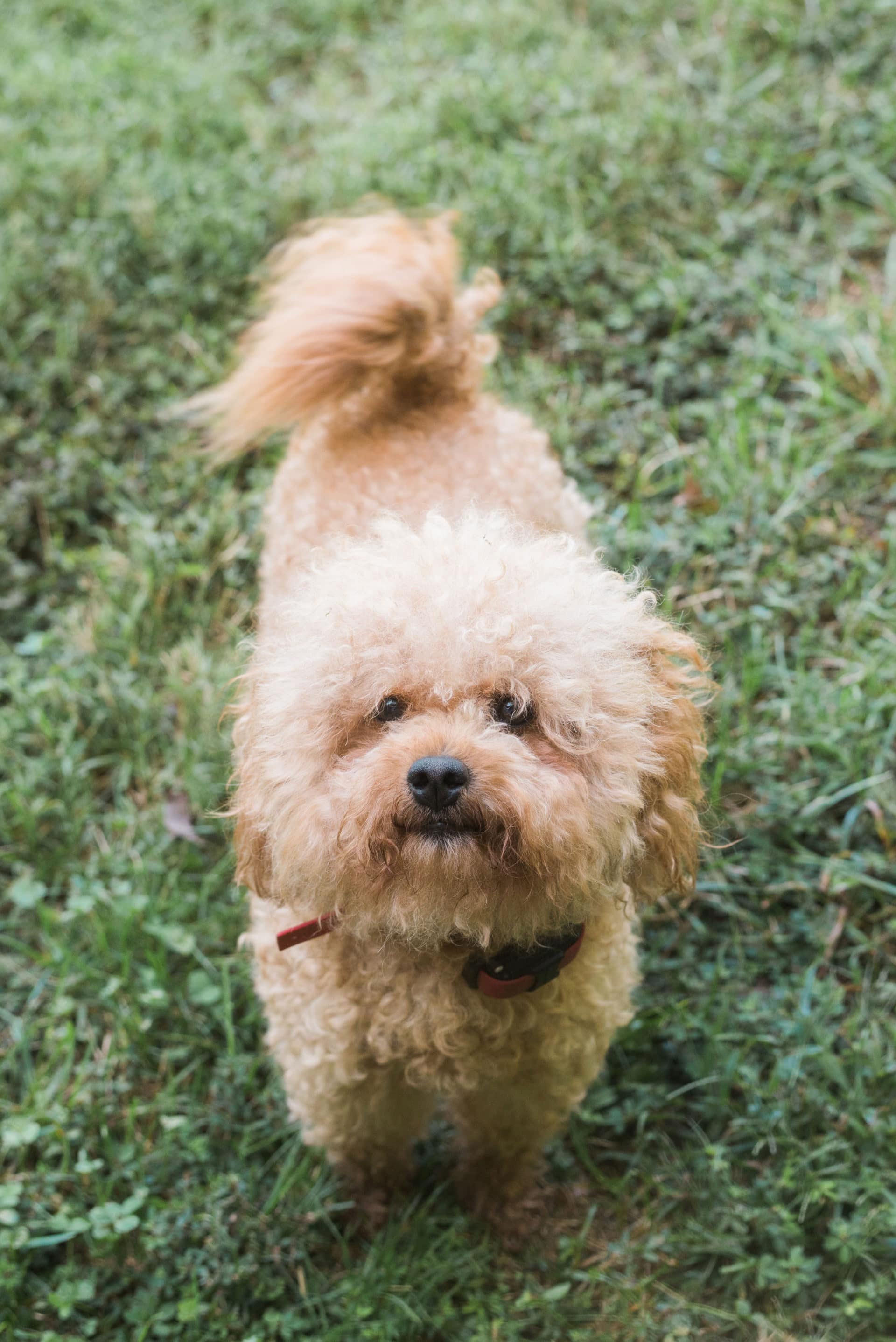 Copper store oaks goldendoodles