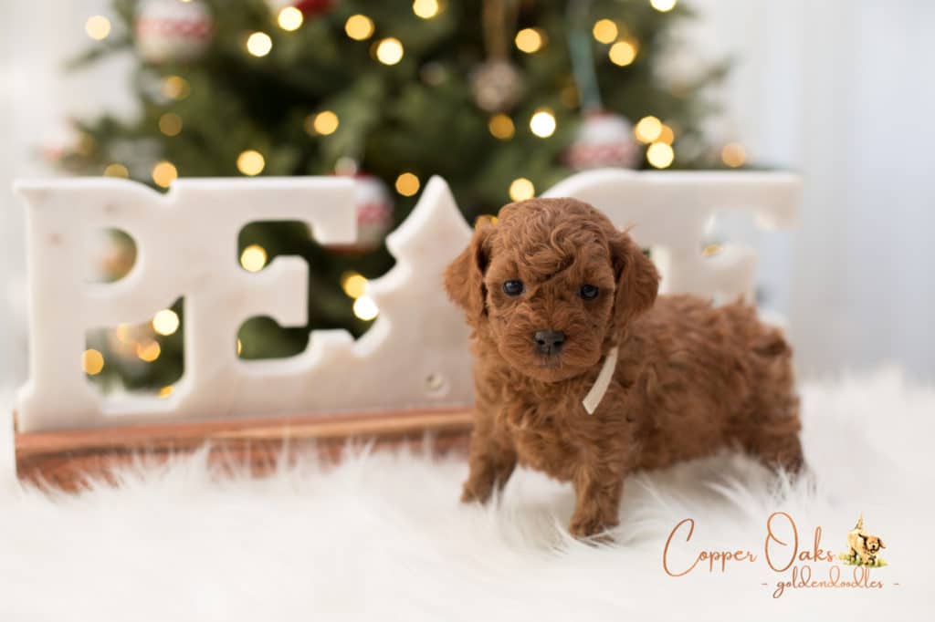 Mini Petite Goldendoodles Genetic Tested| Copper Oaks Goldendoodles