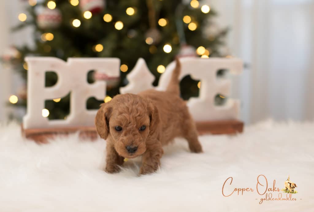 Mini Petite Goldendoodles Genetic Tested| Copper Oaks Goldendoodles