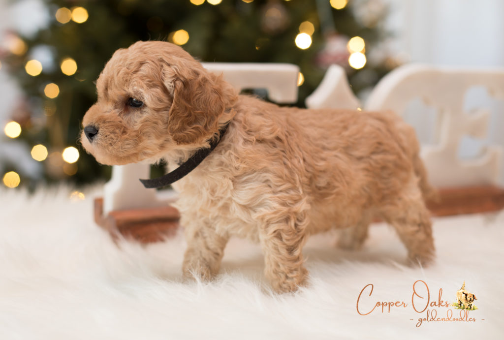 Mini Petite Goldendoodles Genetic Tested| Copper Oaks Goldendoodles