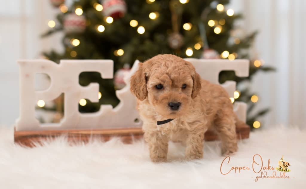 Mini Petite Goldendoodles Genetic Tested| Copper Oaks Goldendoodles