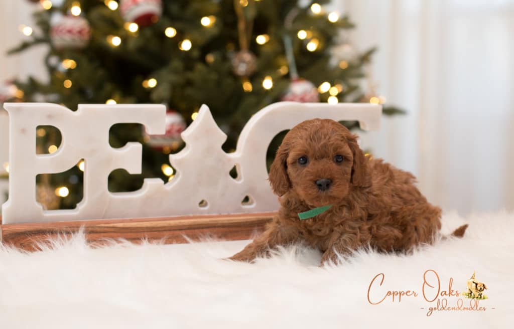 Mini Petite Goldendoodles Genetic Tested| Copper Oaks Goldendoodles