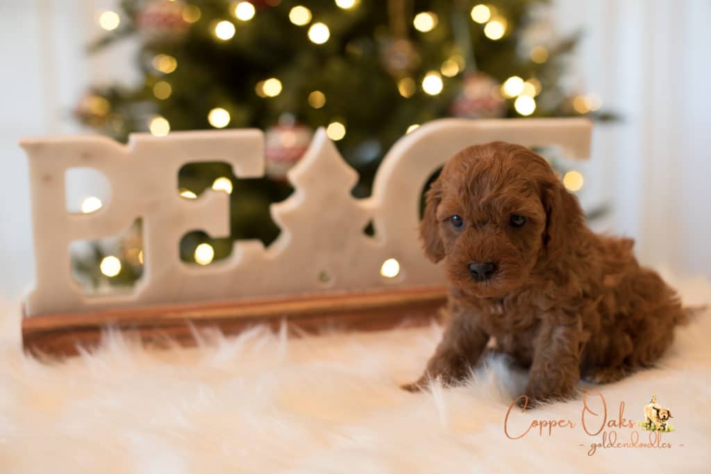 Mini Petite Goldendoodles Genetic Tested| Copper Oaks Goldendoodles