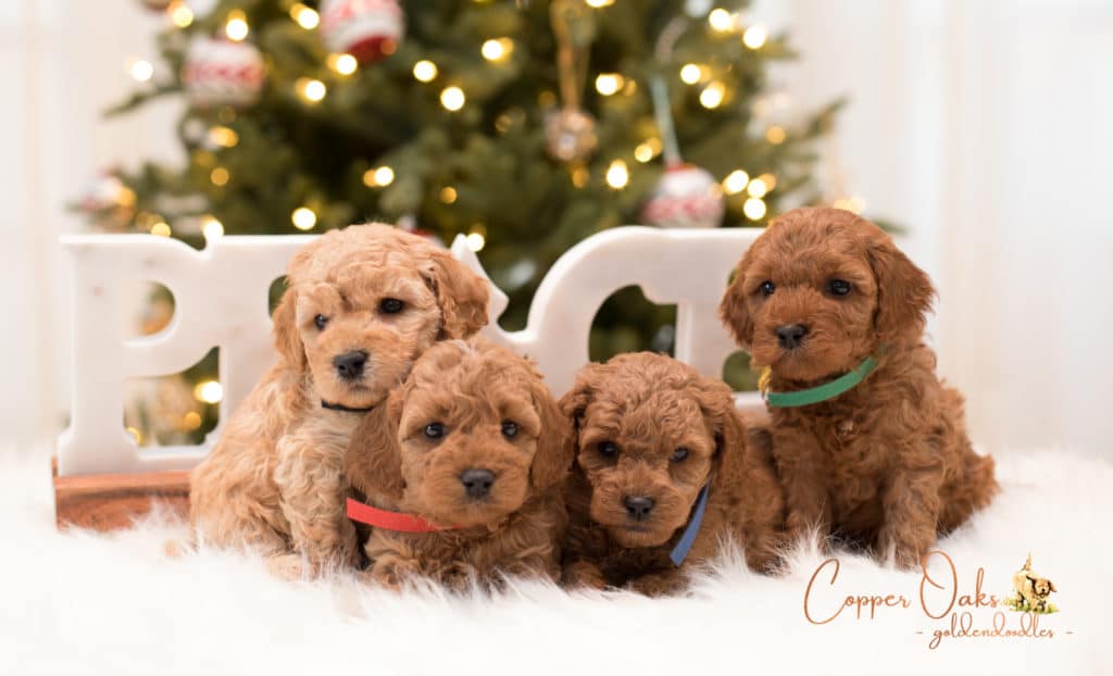 Mini Petite Goldendoodles Genetic Tested| Copper Oaks Goldendoodles