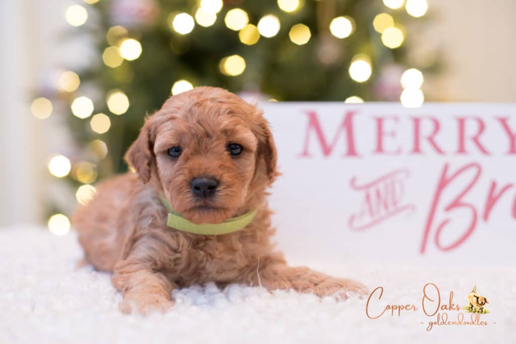 Mini Petite Goldendoodles Genetic Tested| Copper Oaks Goldendoodles