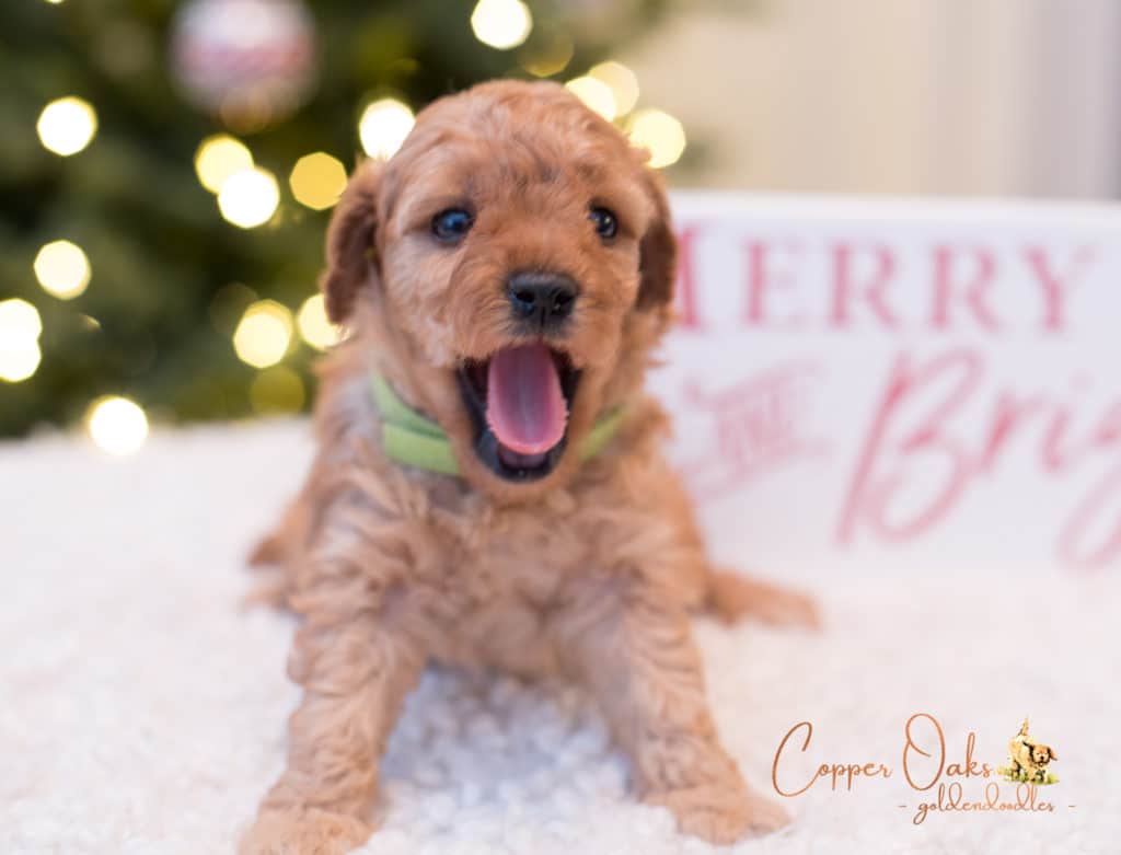 Mini Petite Goldendoodles Genetic Tested| Copper Oaks Goldendoodles