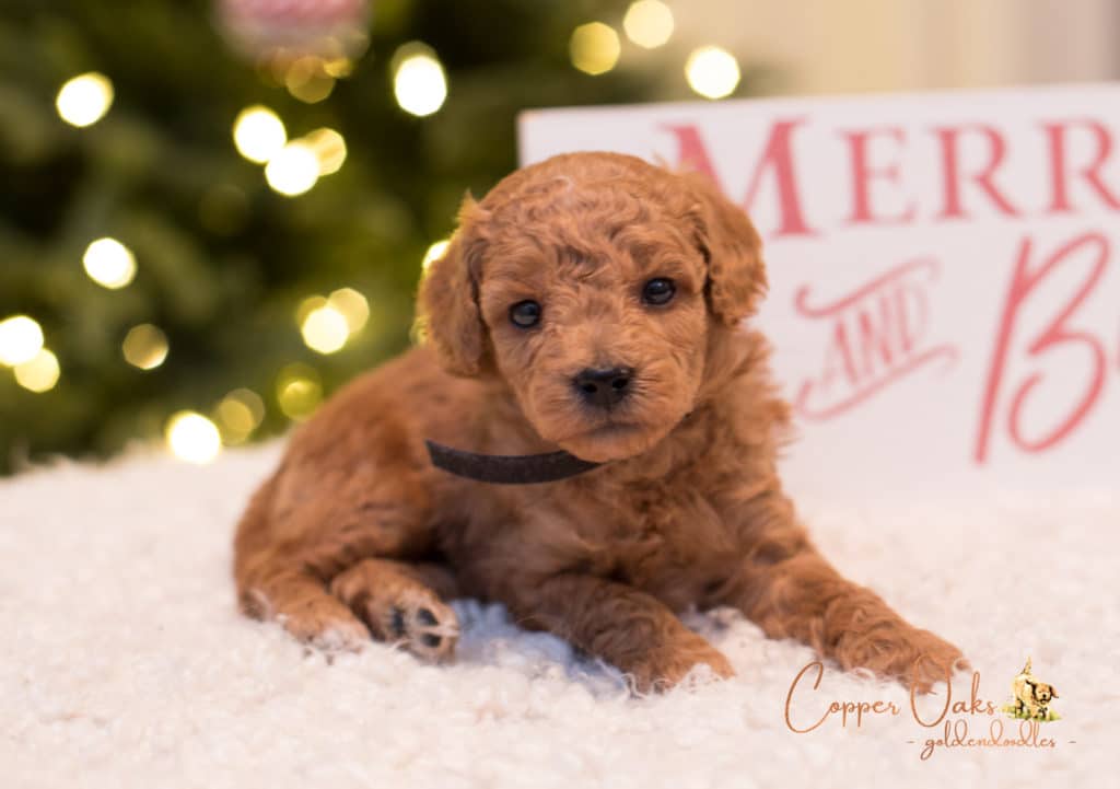 Mini Petite Goldendoodles Genetic Tested| Copper Oaks Goldendoodles