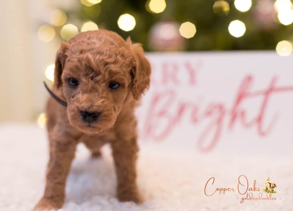 Mini Petite Goldendoodles Genetic Tested| Copper Oaks Goldendoodles