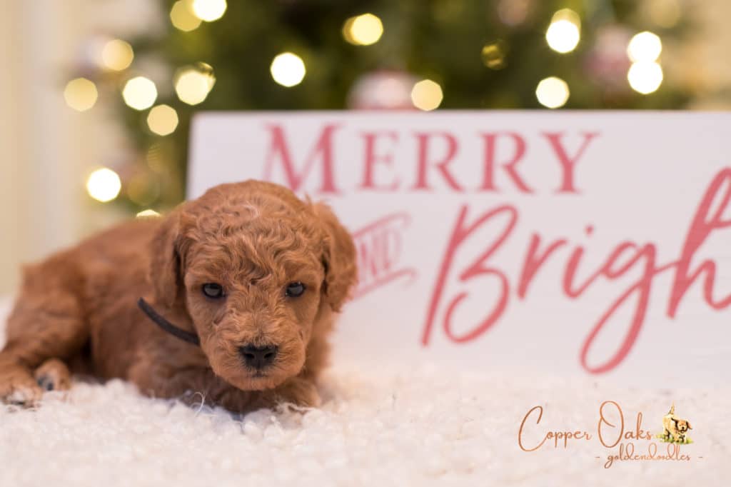 Mini Petite Goldendoodles Genetic Tested| Copper Oaks Goldendoodles