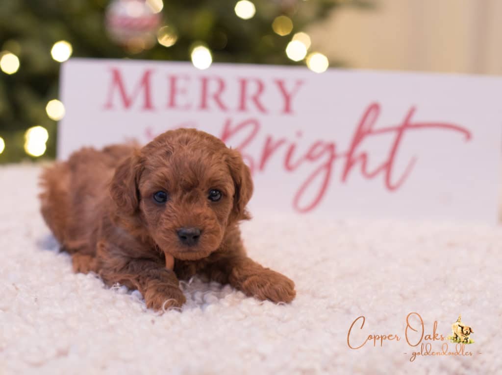 Mini Petite Goldendoodles Genetic Tested| Copper Oaks Goldendoodles