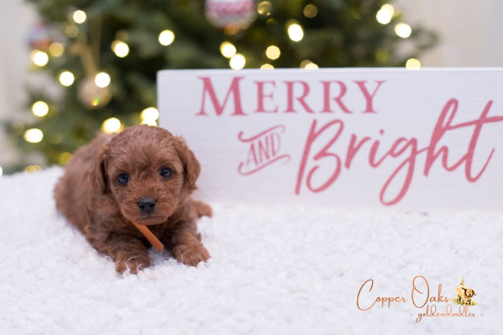 Mini Petite Goldendoodles Genetic Tested| Copper Oaks Goldendoodles