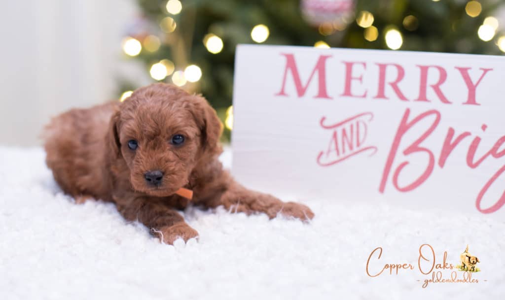 Mini Petite Goldendoodles Genetic Tested| Copper Oaks Goldendoodles