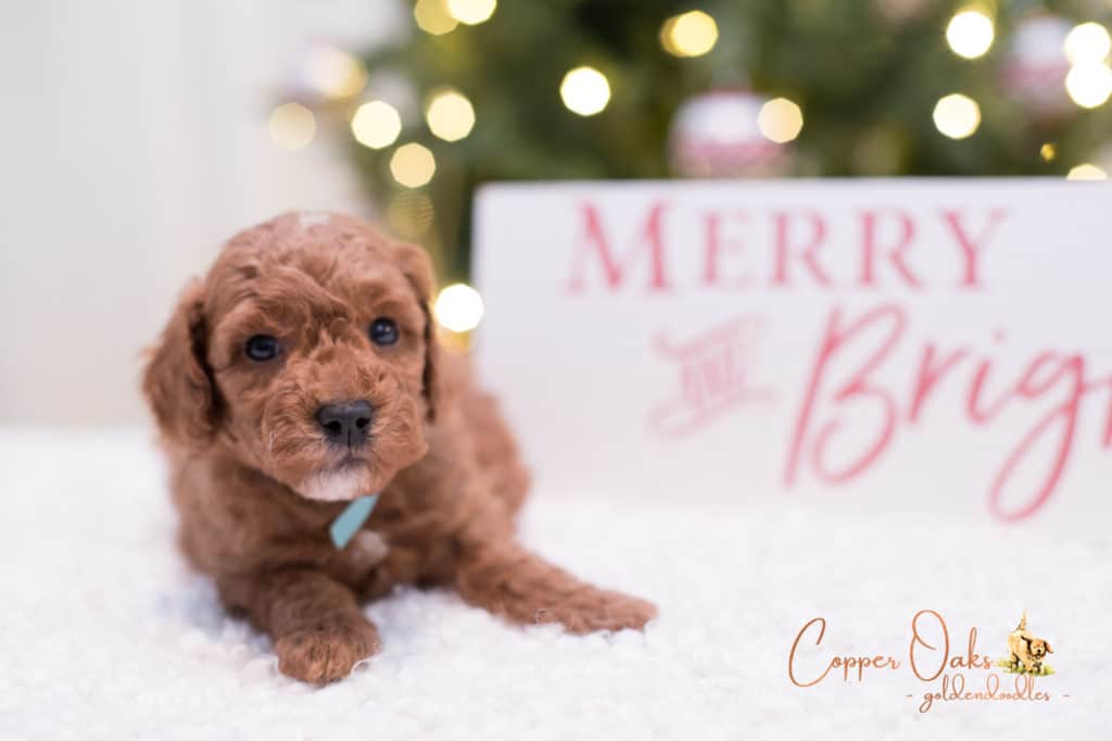 Mini Petite Goldendoodles Genetic Tested| Copper Oaks Goldendoodles