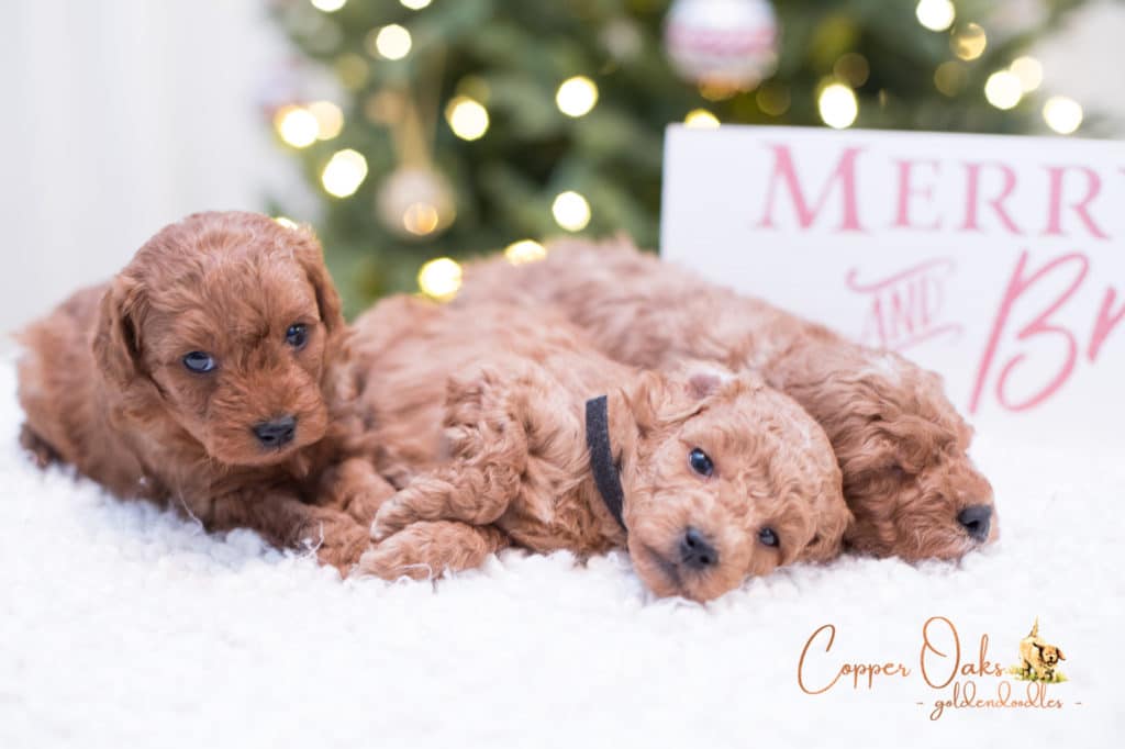 Mini Petite Goldendoodles Genetic Tested| Copper Oaks Goldendoodles