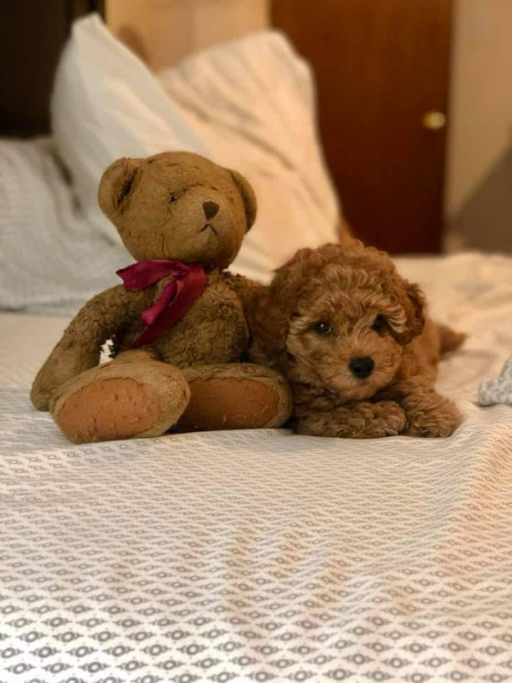 Miniature goldendoodle shop teddy bear dog