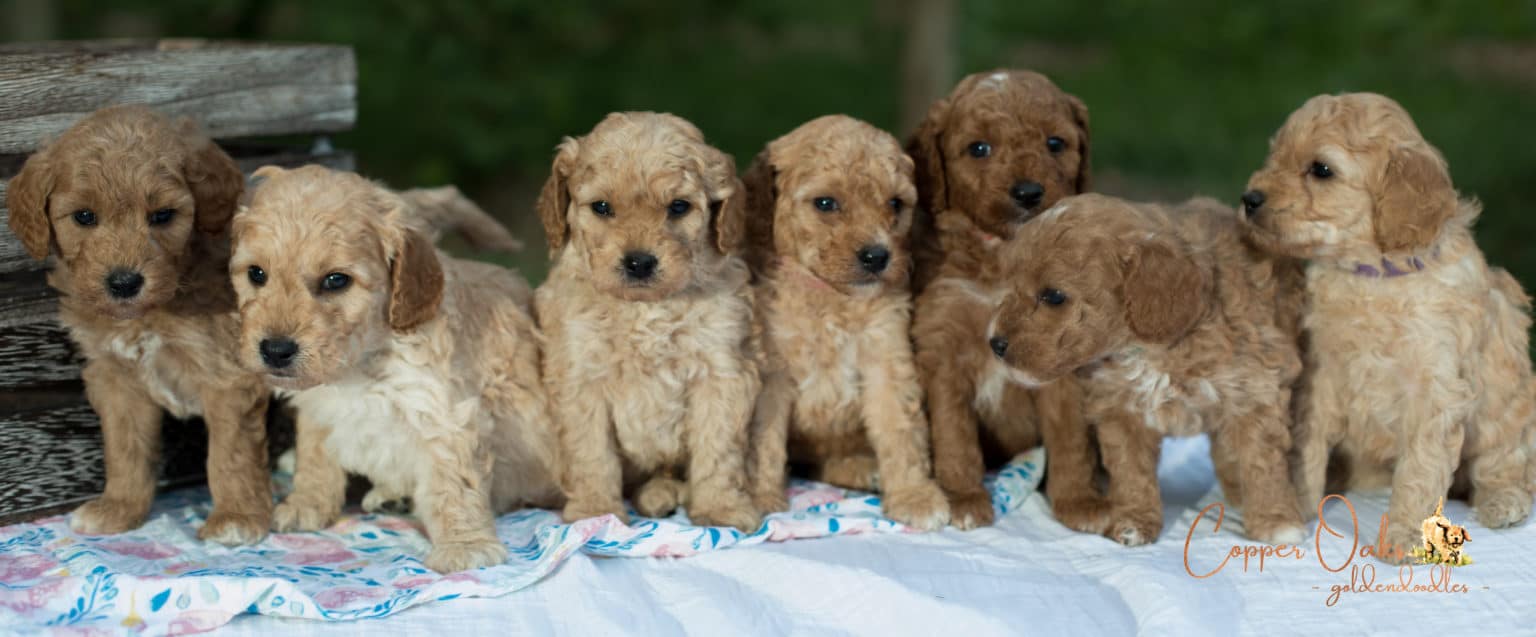 Maryland F1B Mini Goldendoodles Copper Oaks Goldendoodles