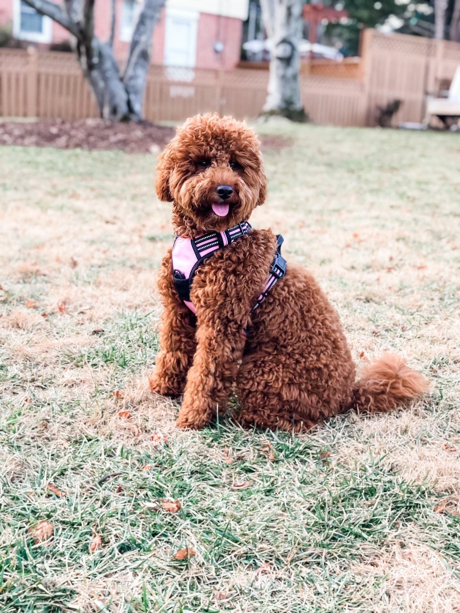 Mini Goldendoodle Puppies