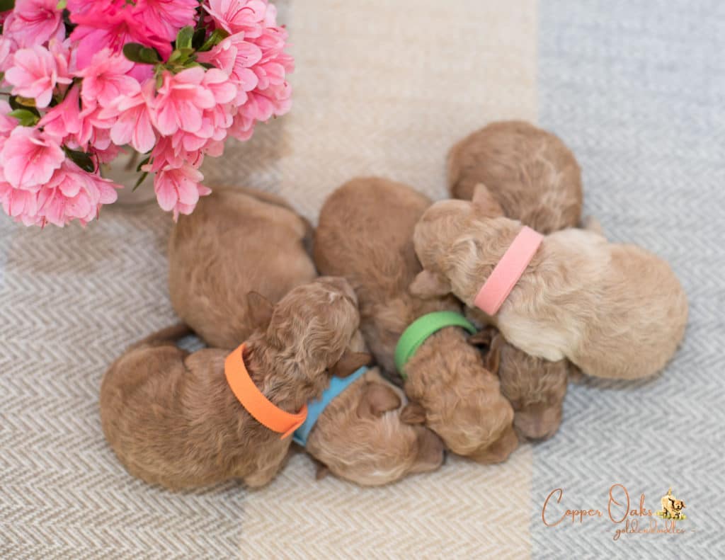 Mini Petite Goldendoodles Genetic Tested| Copper Oaks Goldendoodles