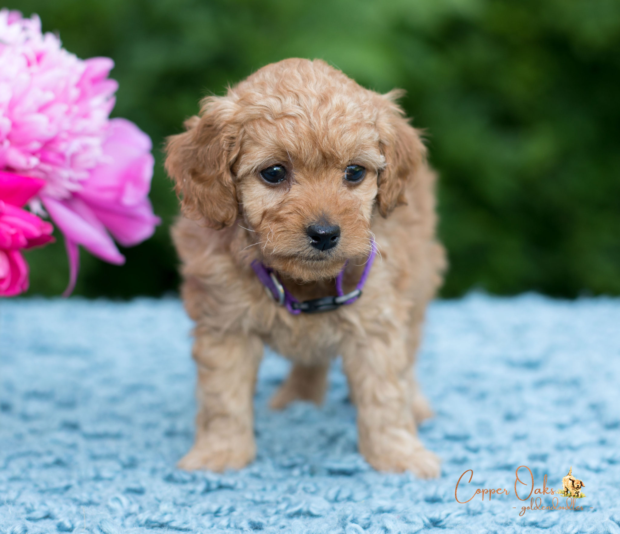 Mini Petite Goldendoodles Genetic Tested| Copper Oaks Goldendoodles