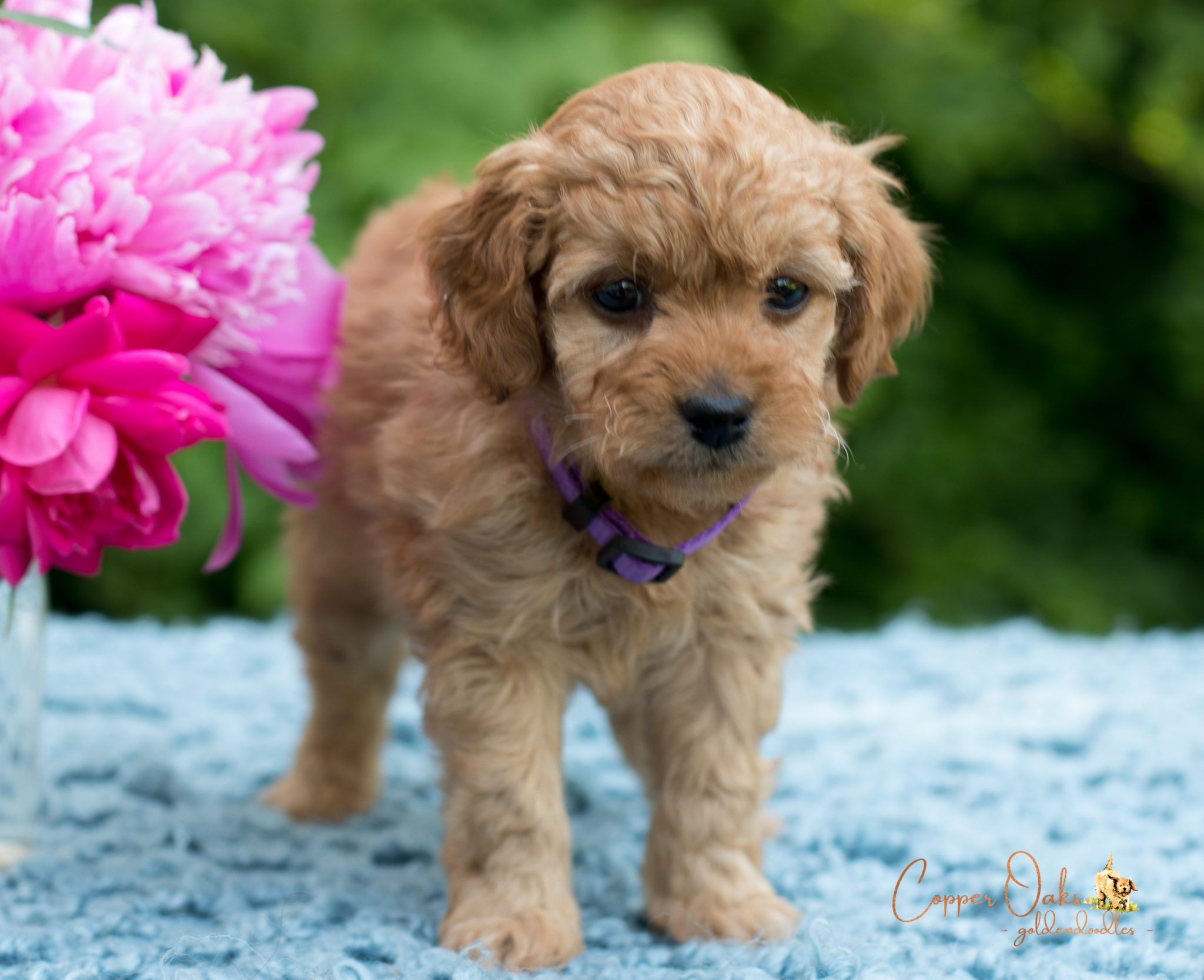 Mini Petite Goldendoodles Genetic Tested| Copper Oaks Goldendoodles