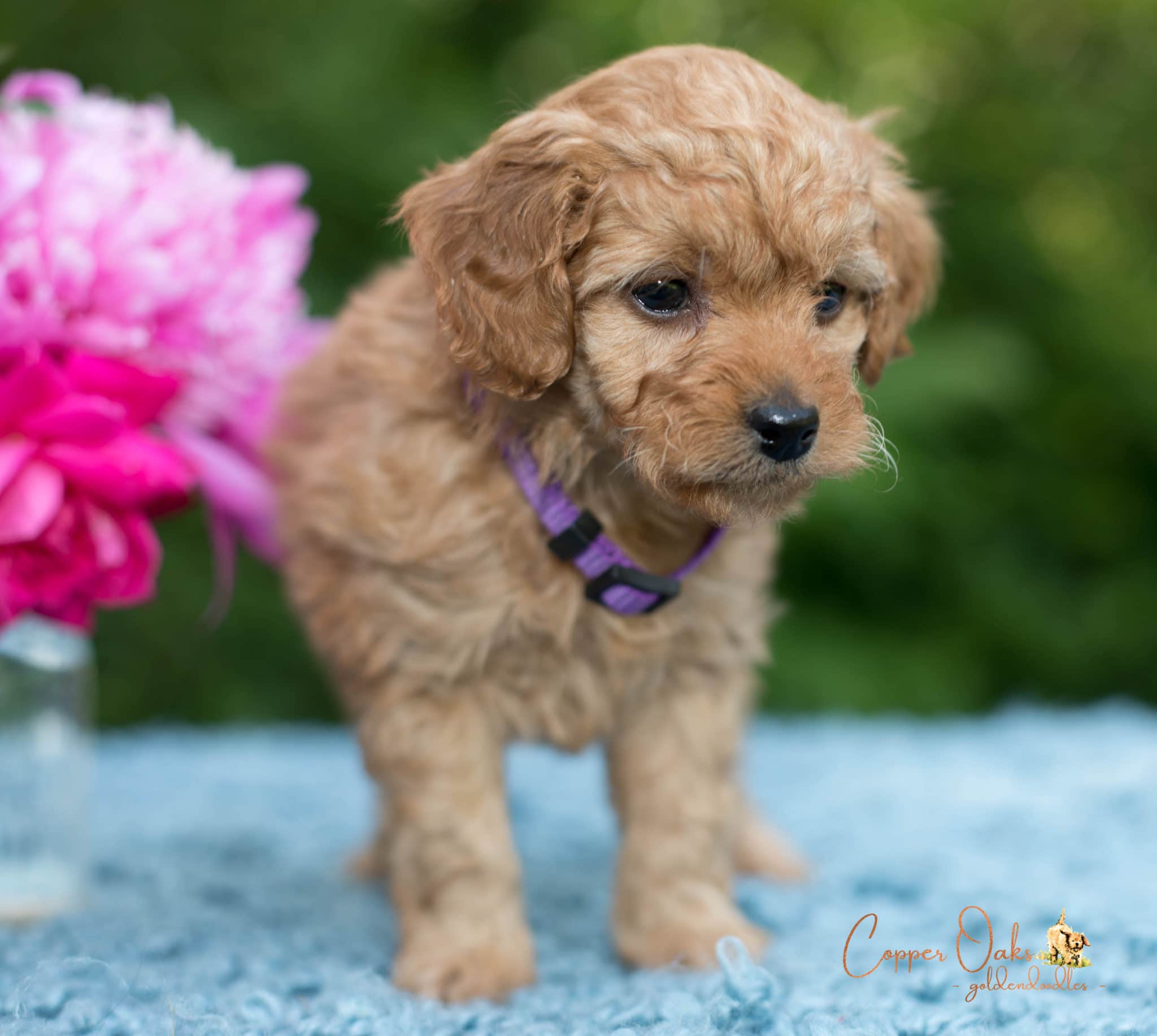 Mini Petite Goldendoodles Genetic Tested| Copper Oaks Goldendoodles