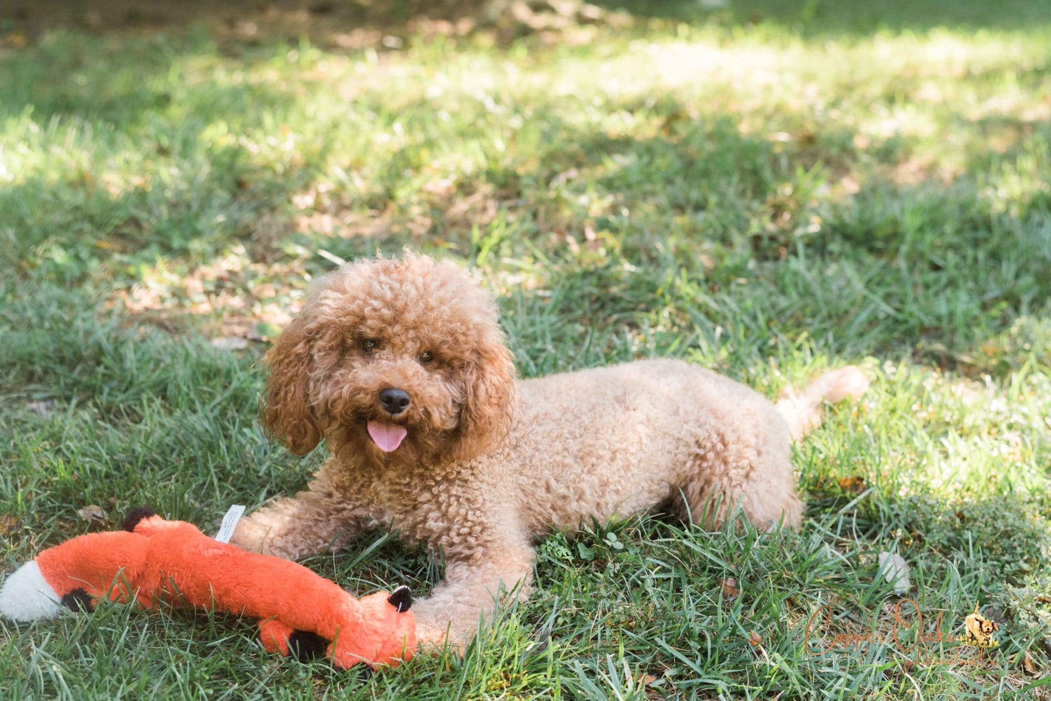 can goldendoodles be kept outside