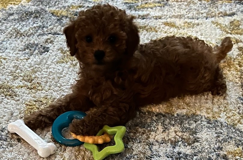 petite red goldendoodle