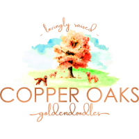 Copper Oaks Goldendoodles Maryland Dog Breeder