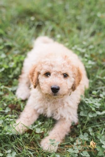 baby goldendoodle